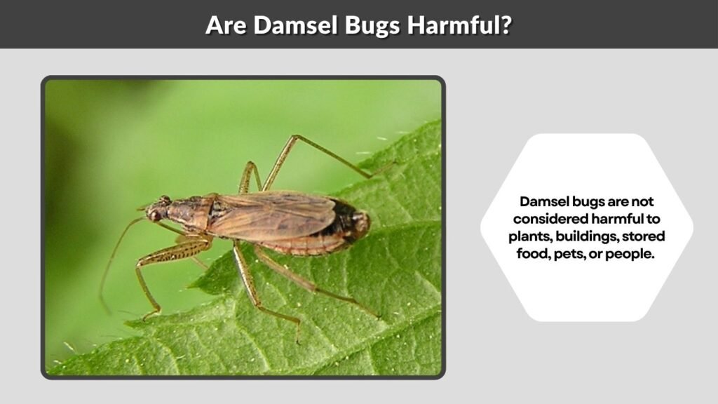 Are Damsel Bugs Harmful?