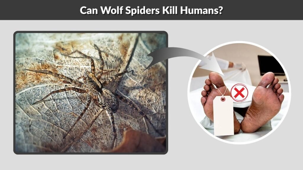 Can Wolf Spiders Kill Humans?