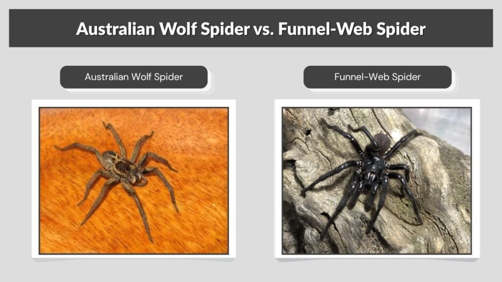 Australian Wolf Spider vs. Funnel-Web Spider