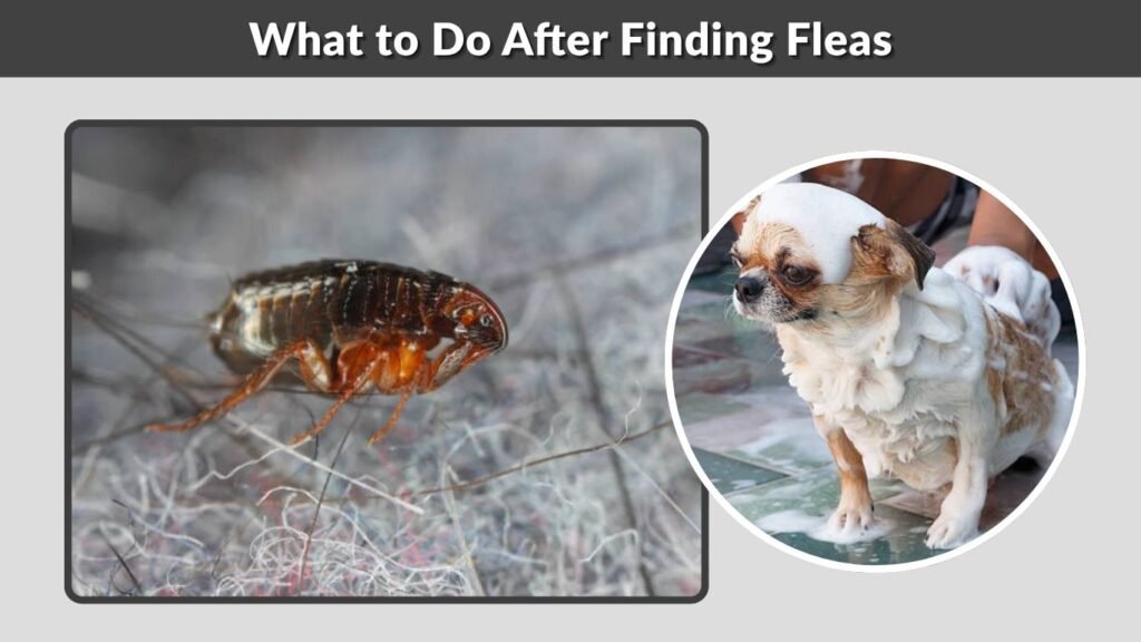 What to Do After Finding Fleas