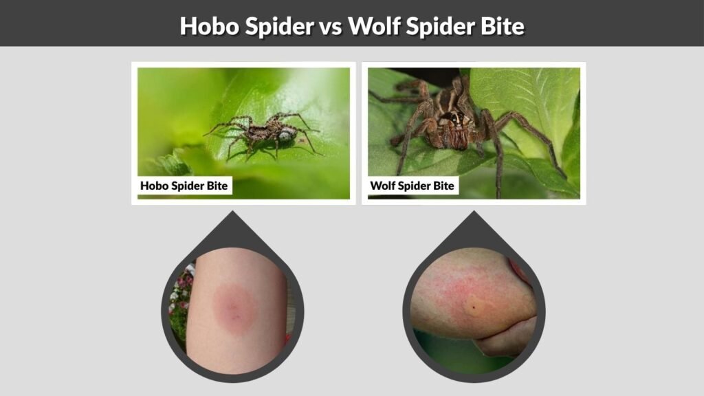 Hobo Spider vs Wolf Spider Bite