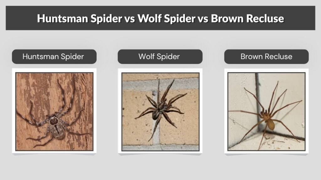 Huntsman Spider vs Wolf Spider vs Brown Recluse