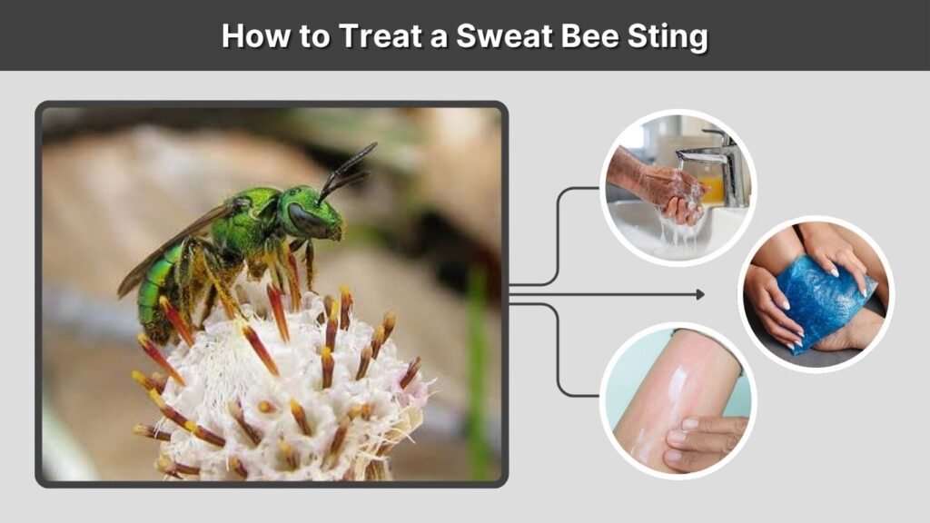 How to Treat a Sweat Bee Sting