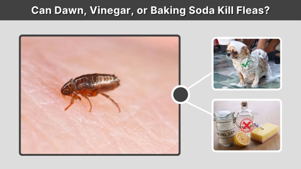 Can Dawn, Vinegar, or Baking Soda Kill Fleas?