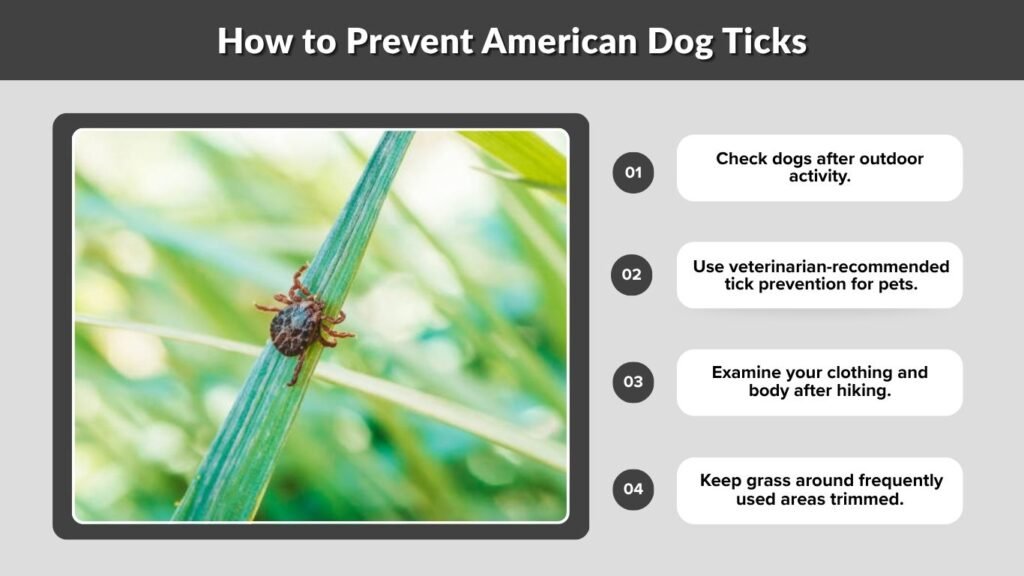 How to Prevent American Dog Ticks
