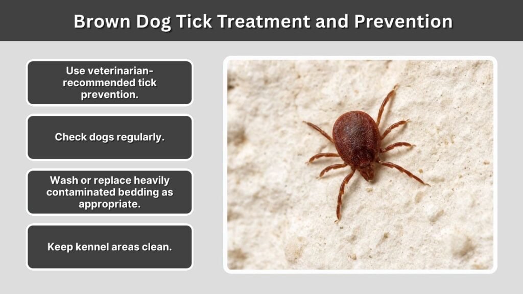 Brown Dog Tick Treatment and Prevention