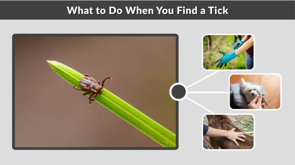 What to Do When You Find a Tick