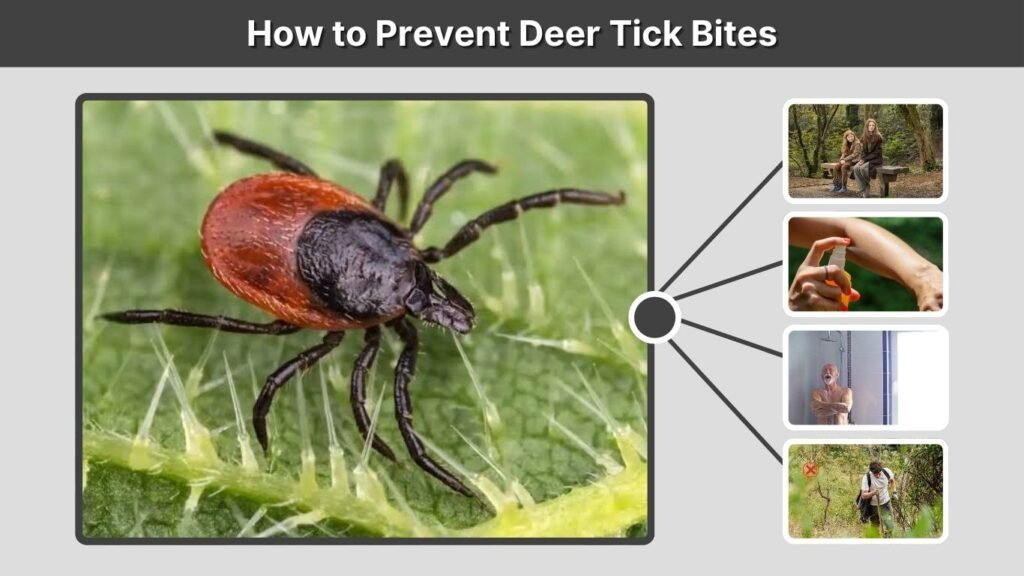 How to Prevent Deer Tick Bites