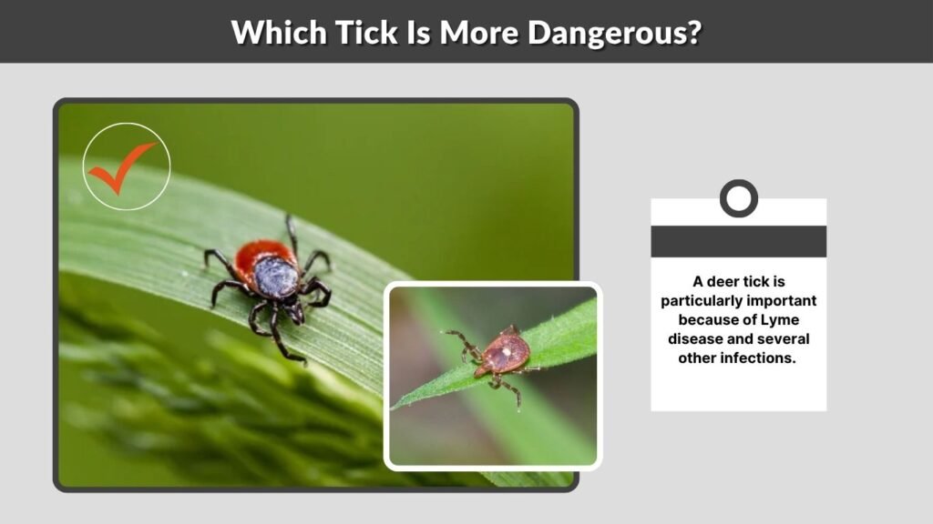 Which Tick Is More Dangerous?
