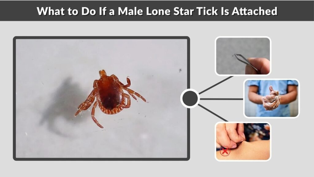 What to Do If a Male Lone Star Tick Is Attached
