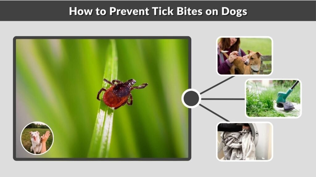How to Prevent Tick Bites on Dogs