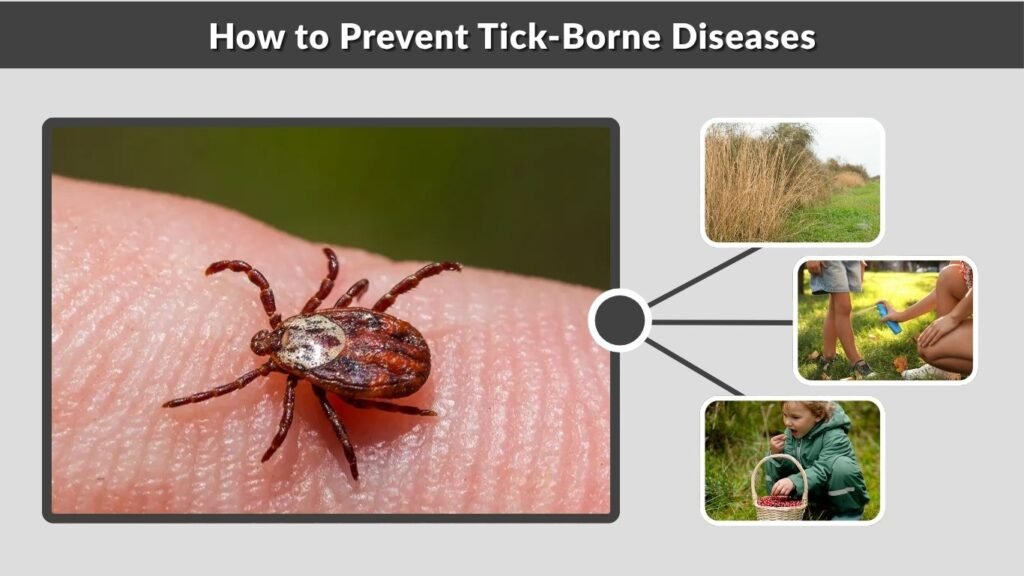 How to Prevent Tick-Borne Diseases