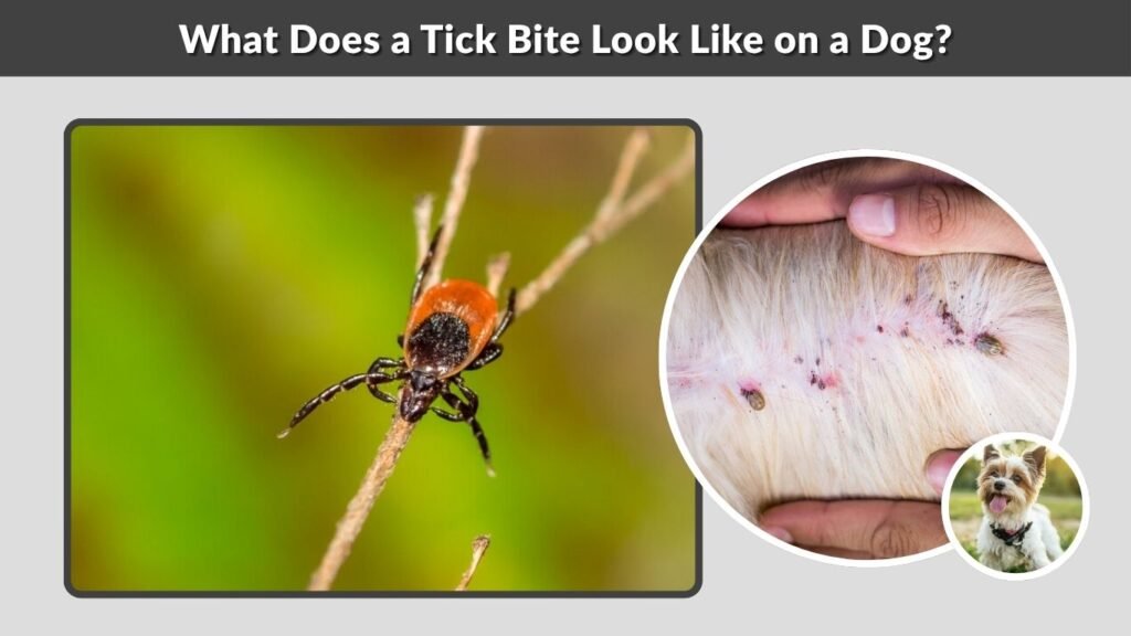 What Does a Tick Bite Look Like on a Dog?