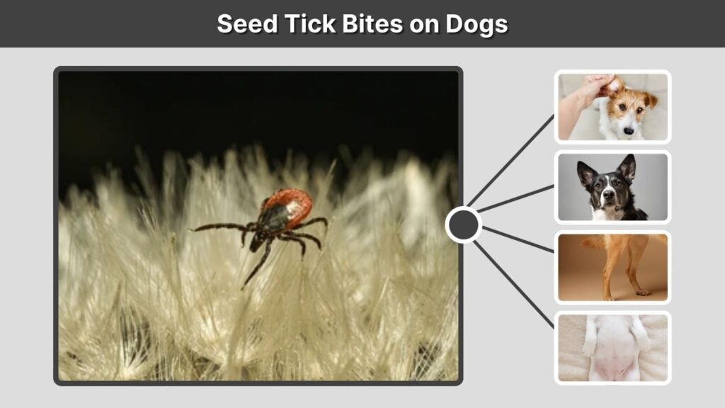 Seed Tick Bites on Dogs