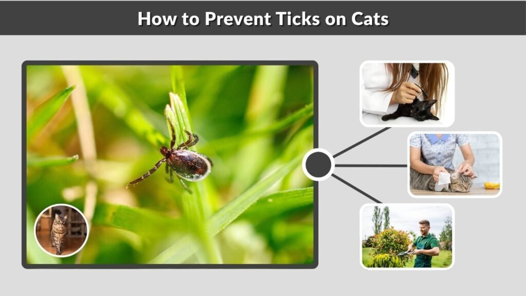 How to Prevent Ticks on Cats