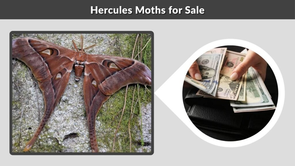 Hercules Moths for Sale