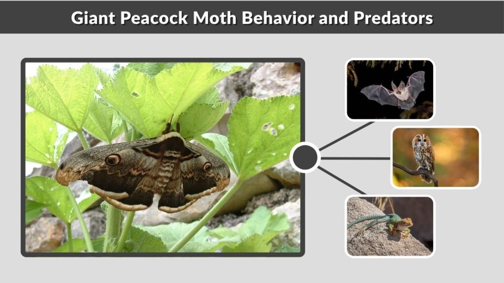 Giant Peacock Moth Behavior and Predators