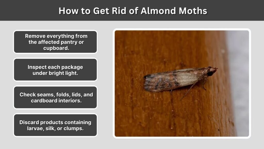 How to Get Rid of Almond Moths