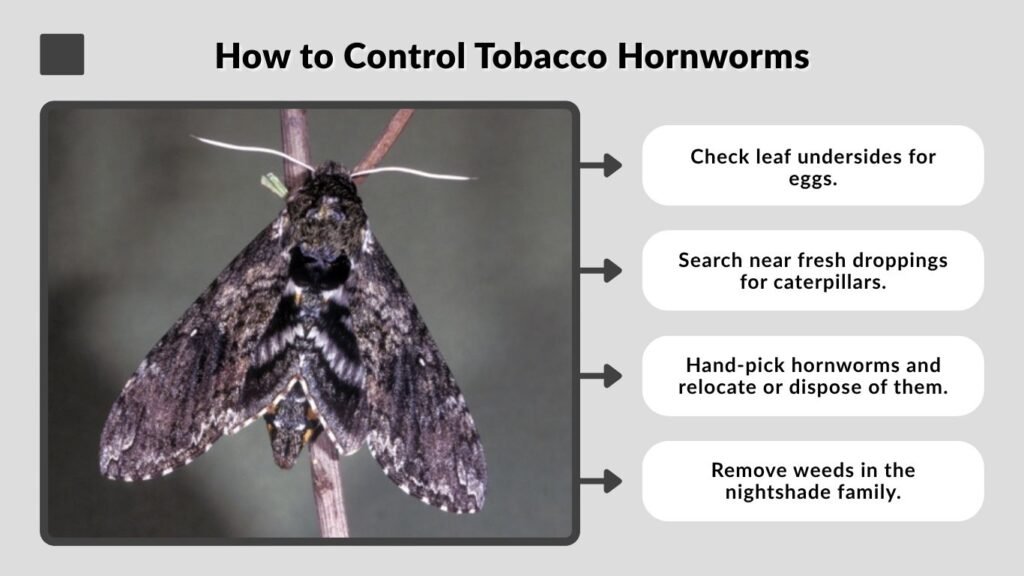 How to Control Tobacco Hornworms