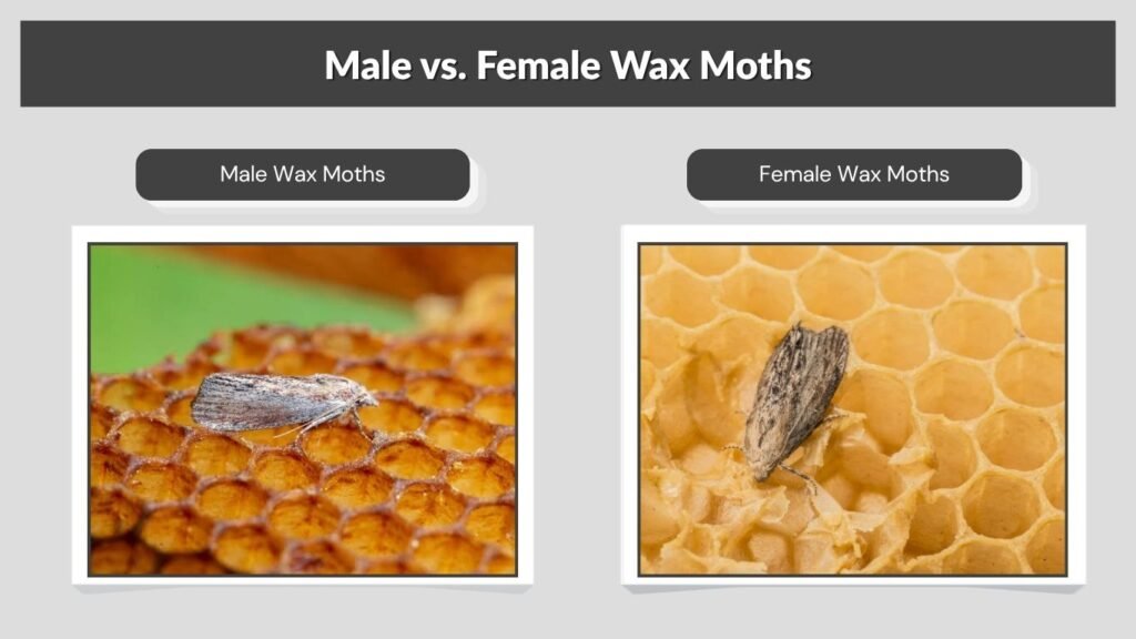 Male vs. Female Wax Moths