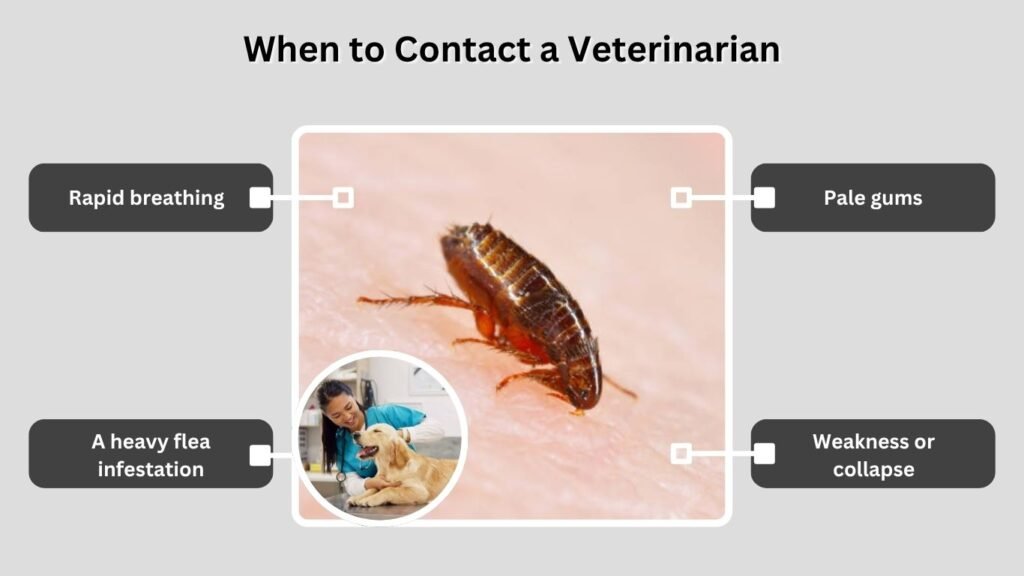 When to Contact a Veterinarian