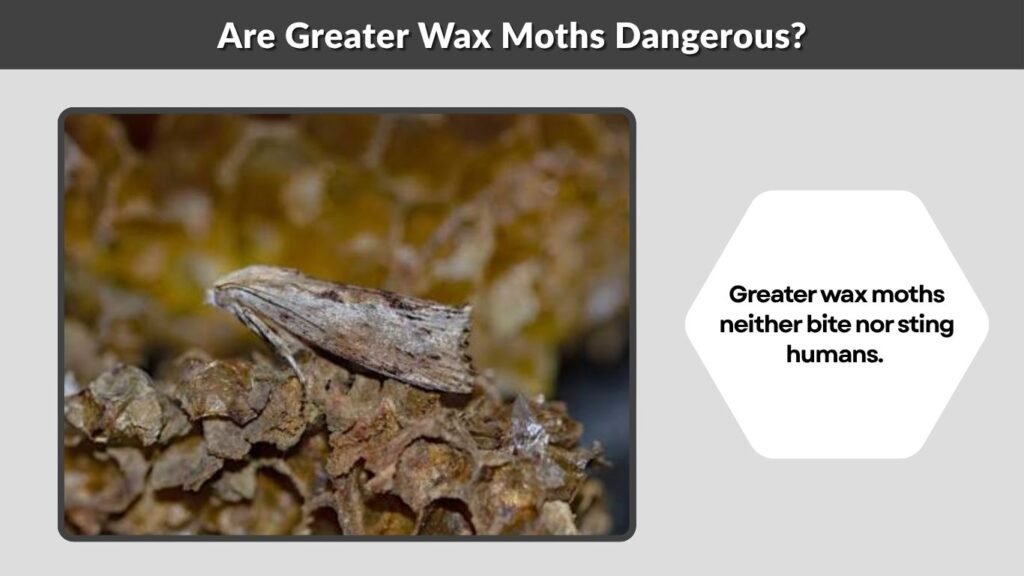 Are Greater Wax Moths Dangerous?