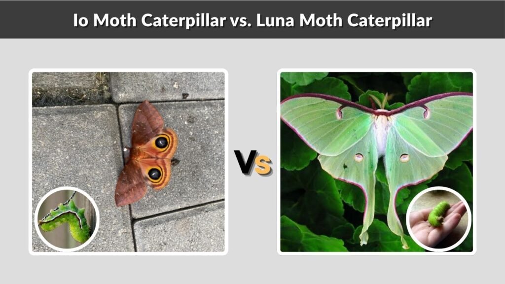 Io Moth Caterpillar vs. Luna Moth Caterpillar