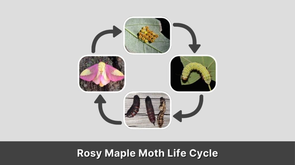 Rosy Maple Moth Life Cycle