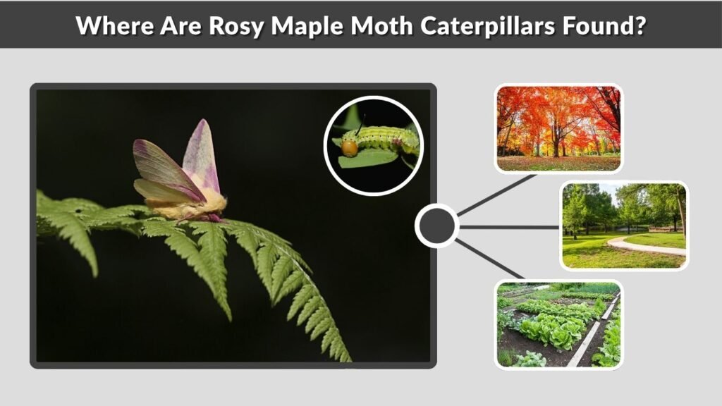 Where Are Rosy Maple Moth Caterpillars Found?