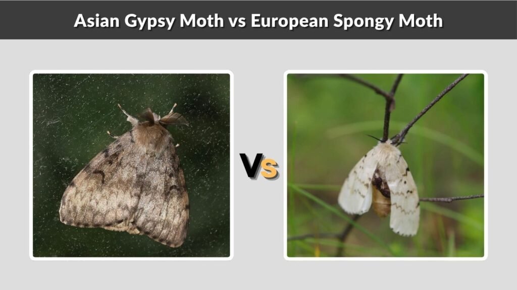 Asian Gypsy Moth vs European Spongy Moth
