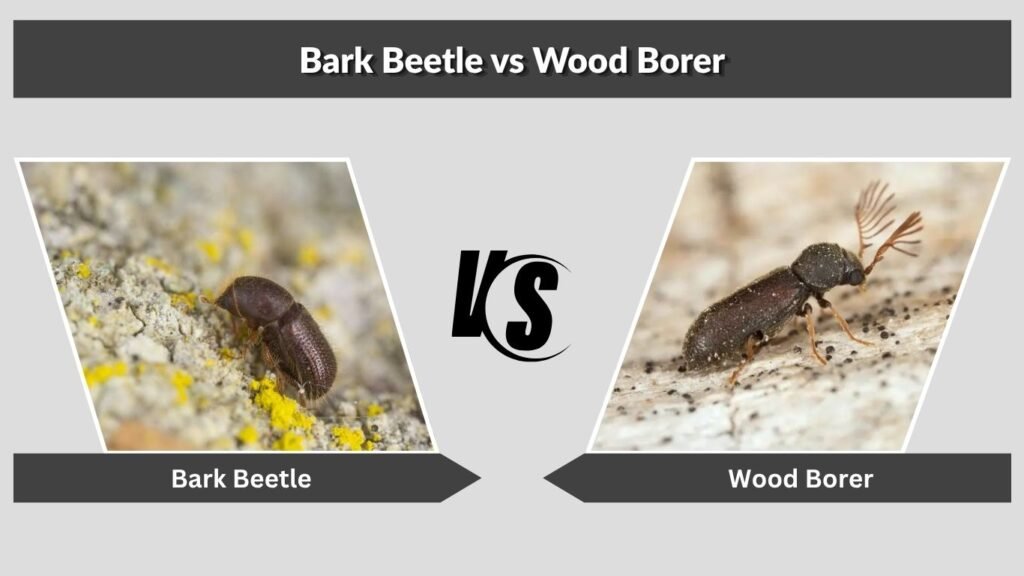 Bark Beetle vs Wood Borer