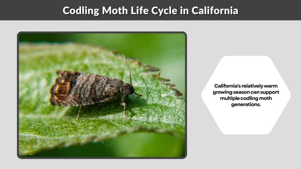 Codling Moth Life Cycle in California