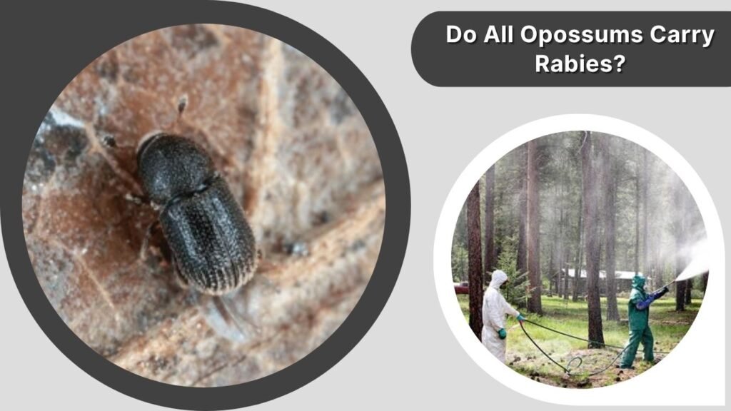 Pine Bark Beetle Spray