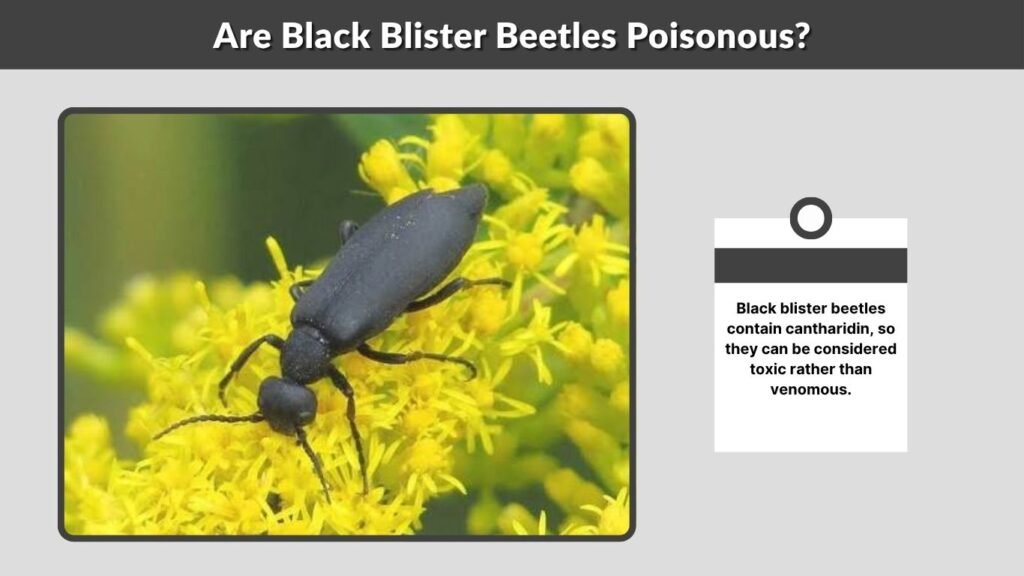 Are Black Blister Beetles Poisonous?