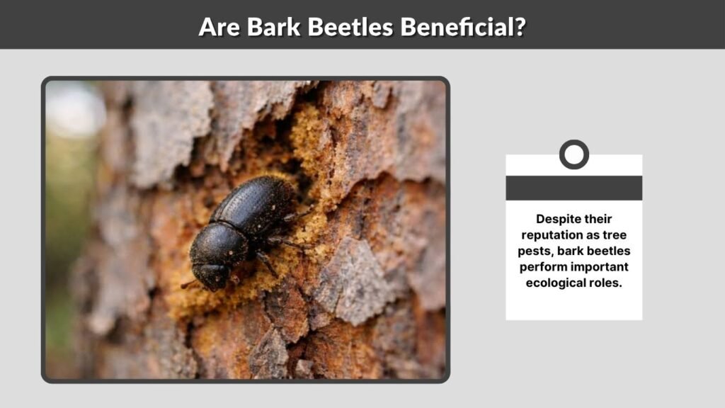 Are Bark Beetles Beneficial?