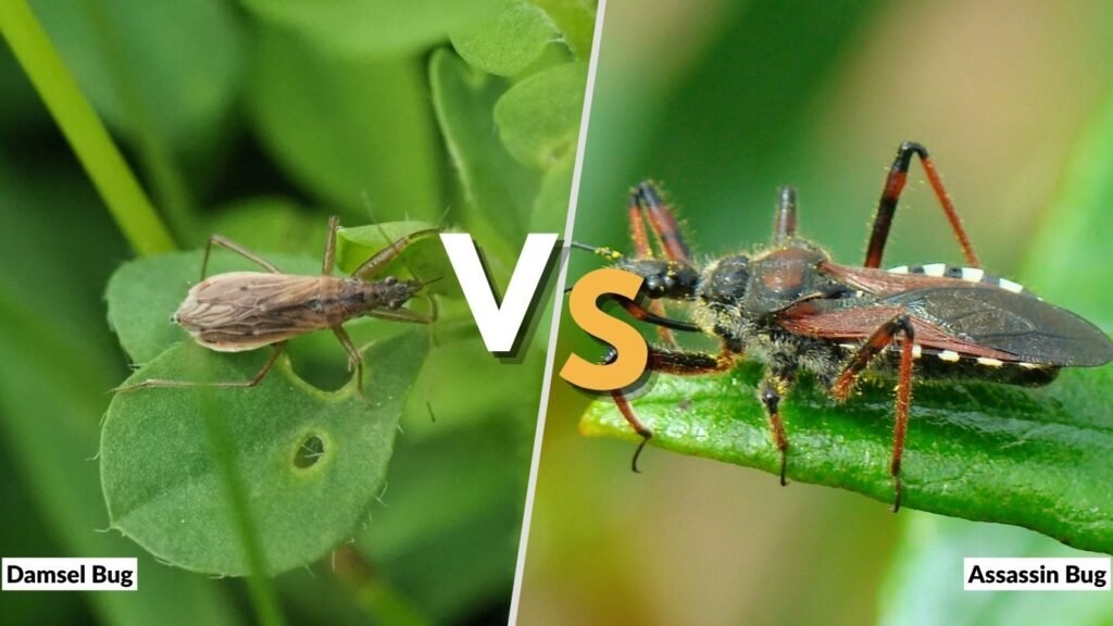 Damsel Bug vs. Assassin Bug