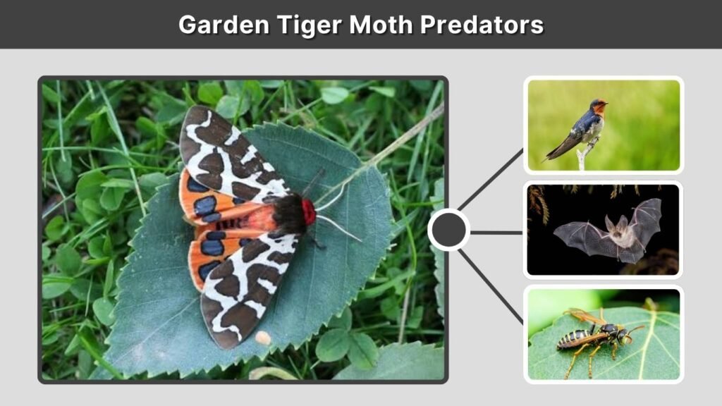 Garden Tiger Moth Predators
