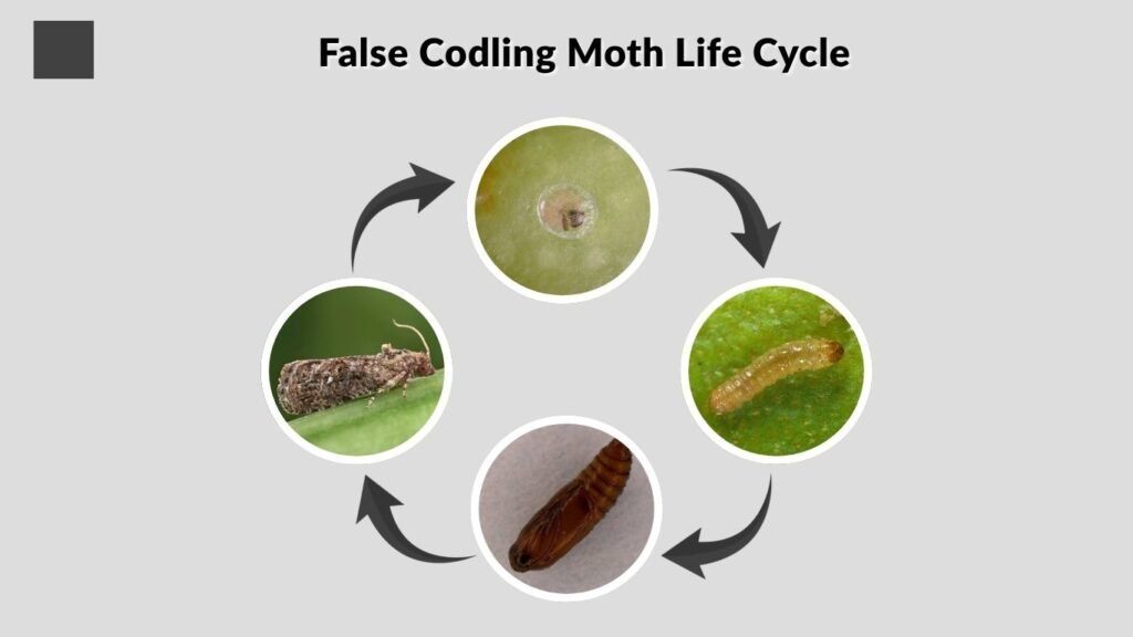 False Codling Moth Life Cycle