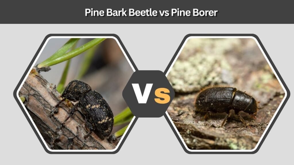 Pine Bark Beetle vs Pine Borer