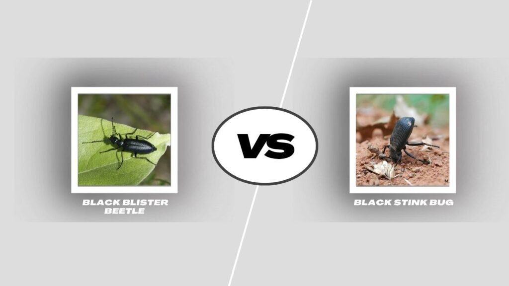 Black Blister Beetle vs Black Stink Bug