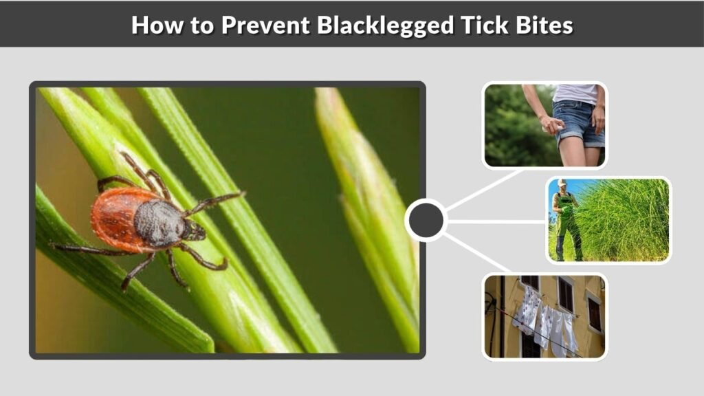 How to Prevent Blacklegged Tick Bites