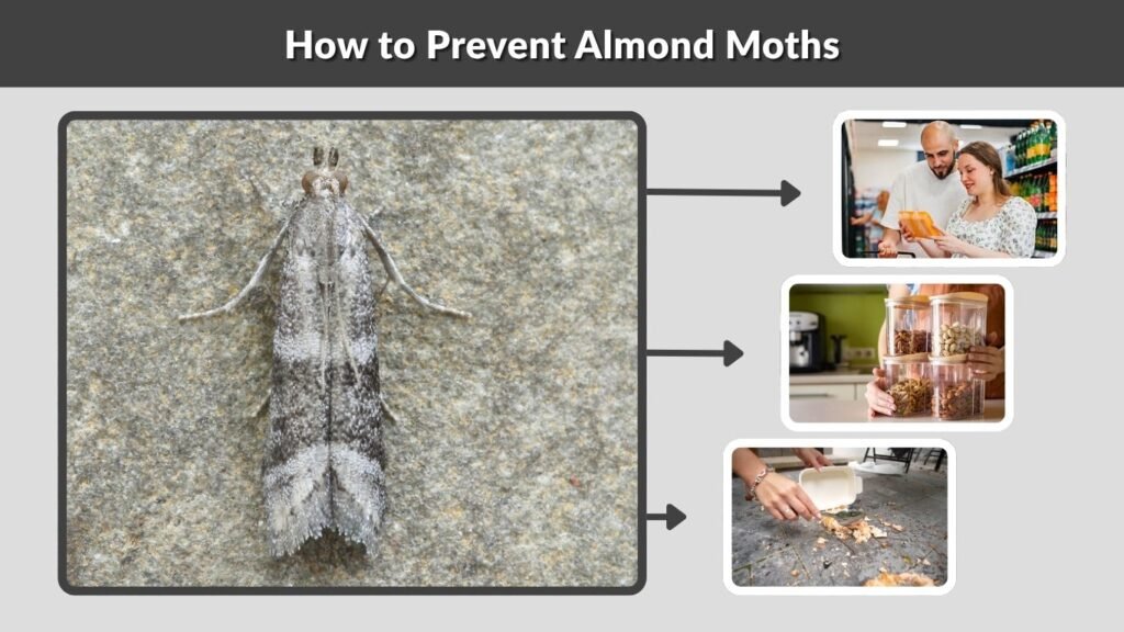 How to Prevent Almond Moths