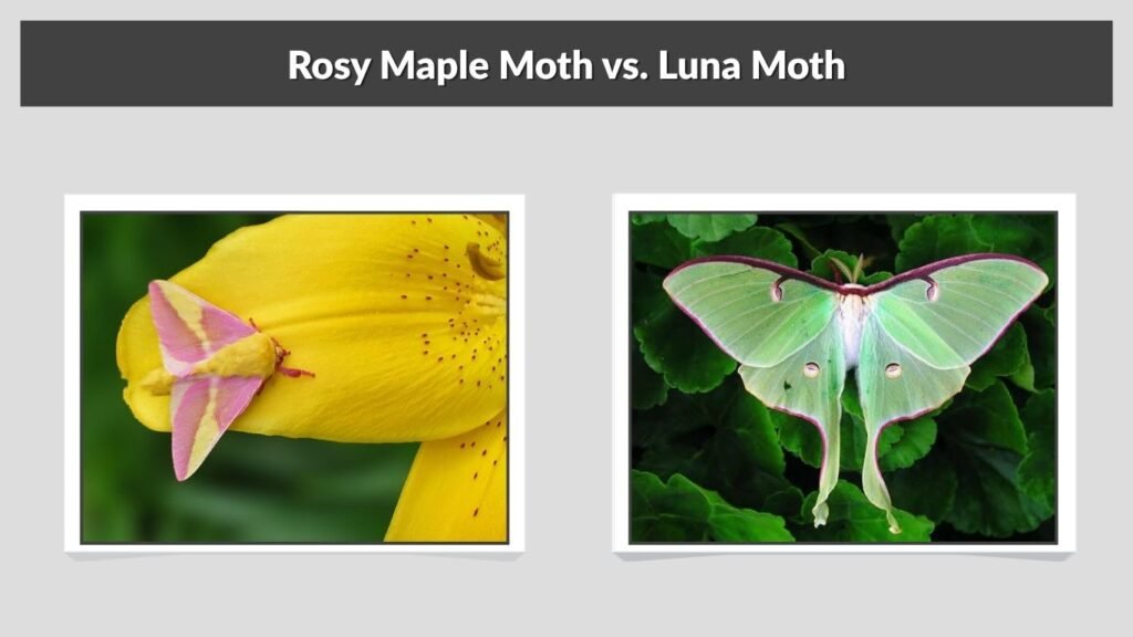 Rosy Maple Moth vs. Luna Moth