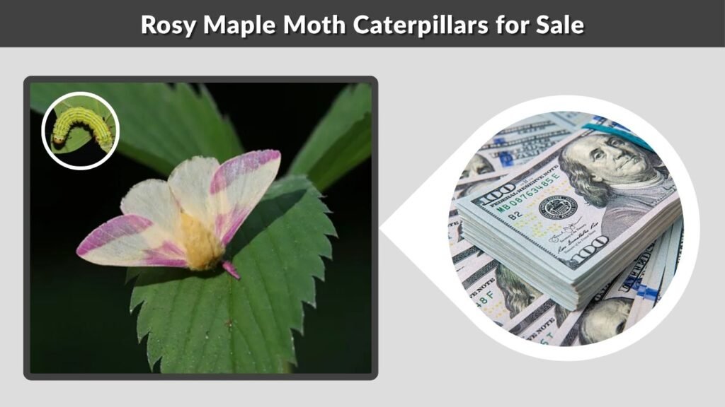 Rosy Maple Moth Caterpillars for Sale