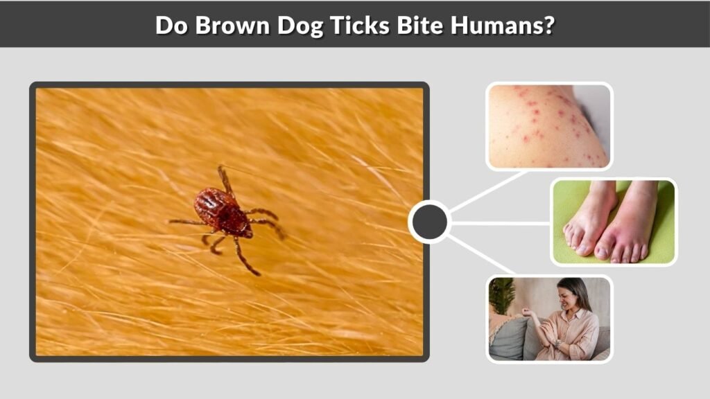 Do Brown Dog Ticks Bite Humans?