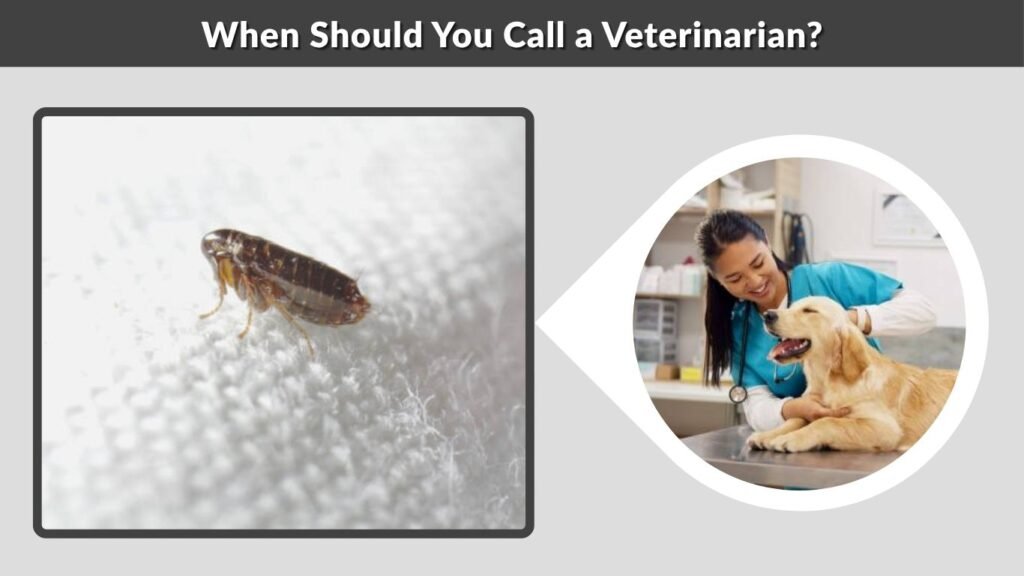When Should You Call a Veterinarian?
