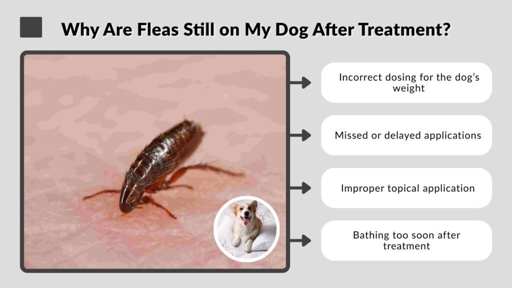 Why Are Fleas Still on My Dog After Treatment?