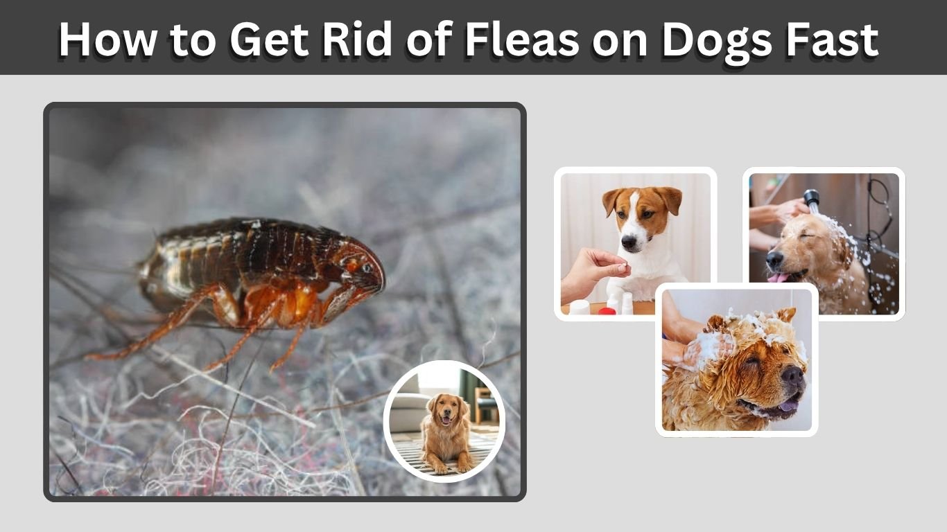 How to Get Rid of Fleas on Dogs Fast and Safely