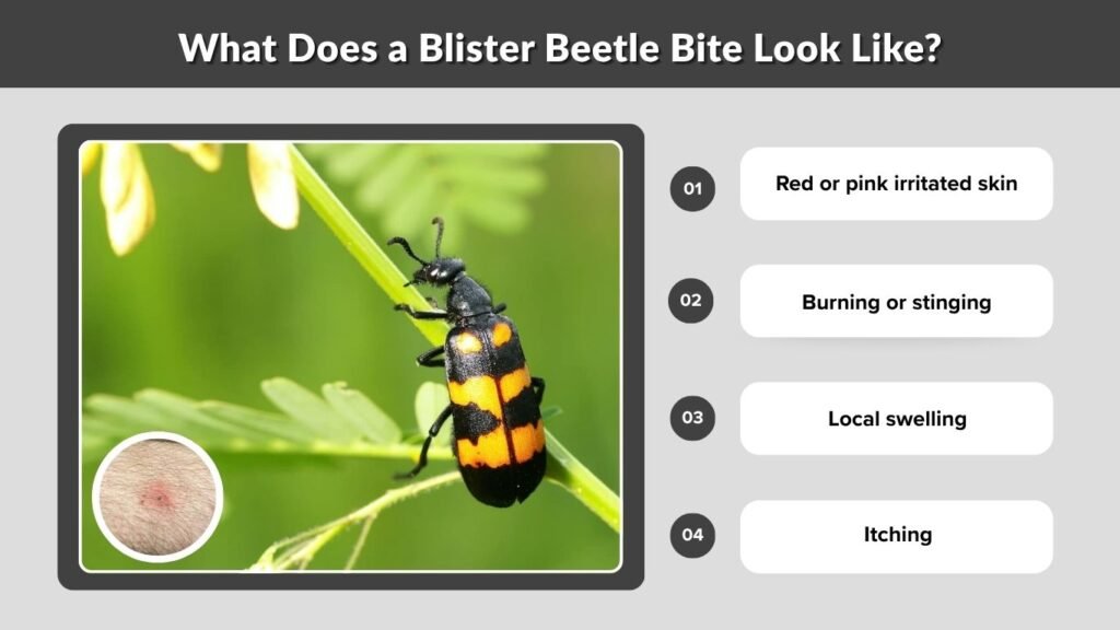What Does a Blister Beetle Bite Look Like?