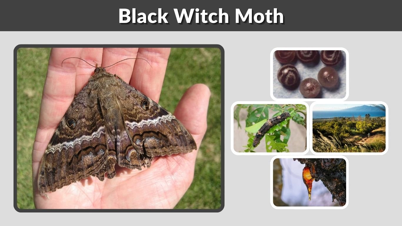 Black Witch Moth: Meaning, Size, Caterpillar & Facts